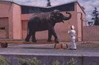 Rosy, our first elephant