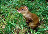 Agouti