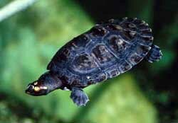 Arrau Turtle 