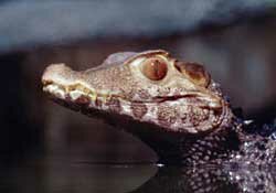 Dwarf Caiman
