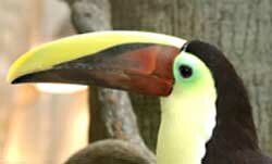 Swainson's Toucan