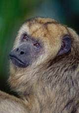 Black Howler Female