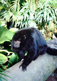 Black Howler Male