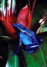 Blue Poison Dart Frog