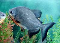 Pacu