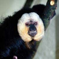 Saki Monkey