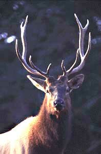 Elk Roosevelt