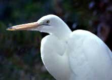 Great Egret