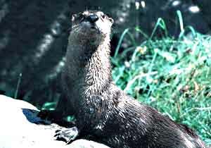 North American Otter