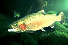 Rainbow Trout