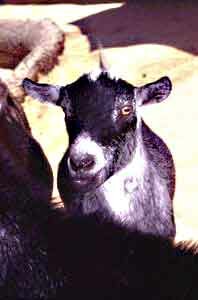 Pygmy Goat