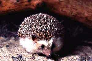 hedgehog