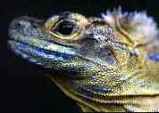 Philippine Sailfin Lizard