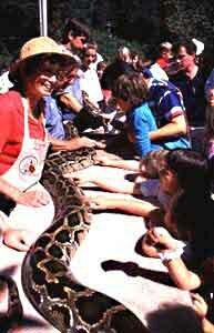 Burmese Python