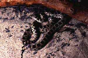 Pacific Gopher Snake