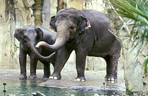 Elephant Pair