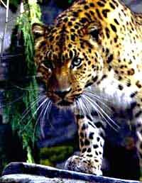 Amur Leopard