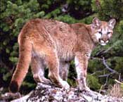 Cougar