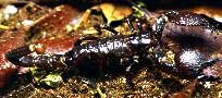 Emperor Scorpion