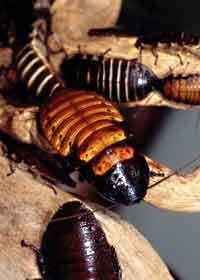Madagascar Hissing Cockroach