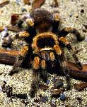 Mexican Red Kneed Tarantula