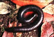 Giant African Millipede