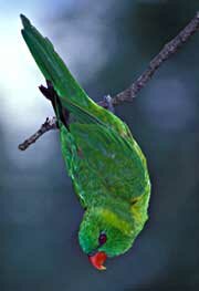 Weber's Lorikeet