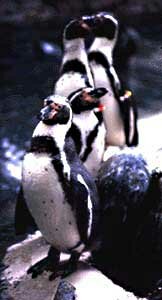 Humboldt Penguin