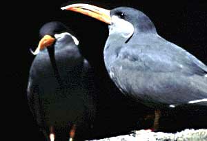 Inca Tern