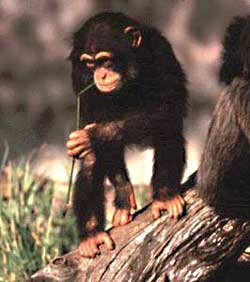 Chimpanzee