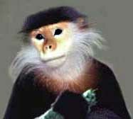 Douc Langur