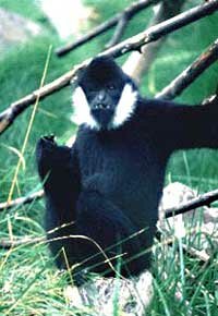 White Cheeked Gibbon