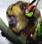 Black Howler Monkey