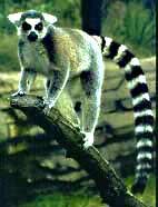 Ring-Tailed Lemur