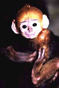 Francois Monkey