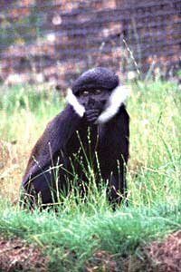 L'Hoest Monkey