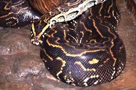 African Rock Python