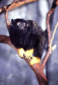 Red-Handed Tamarin