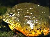 African Bullfrog
