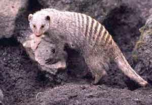Banded Mongoose