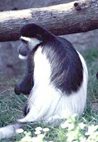Colobus Monkey