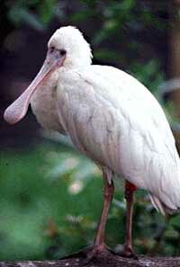 African White Spoonbill