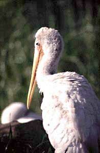 Yellow-Billed Stork