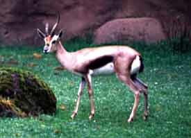 Gazelle