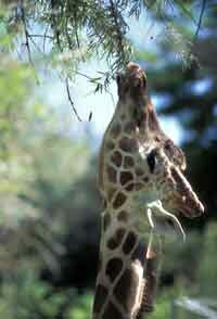 Reticulated Giraffe