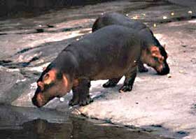 Hippo