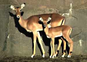 Impala