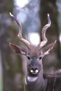 Lesser Kudu