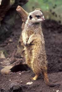 Meerkat