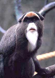 Debrazza's Monkey